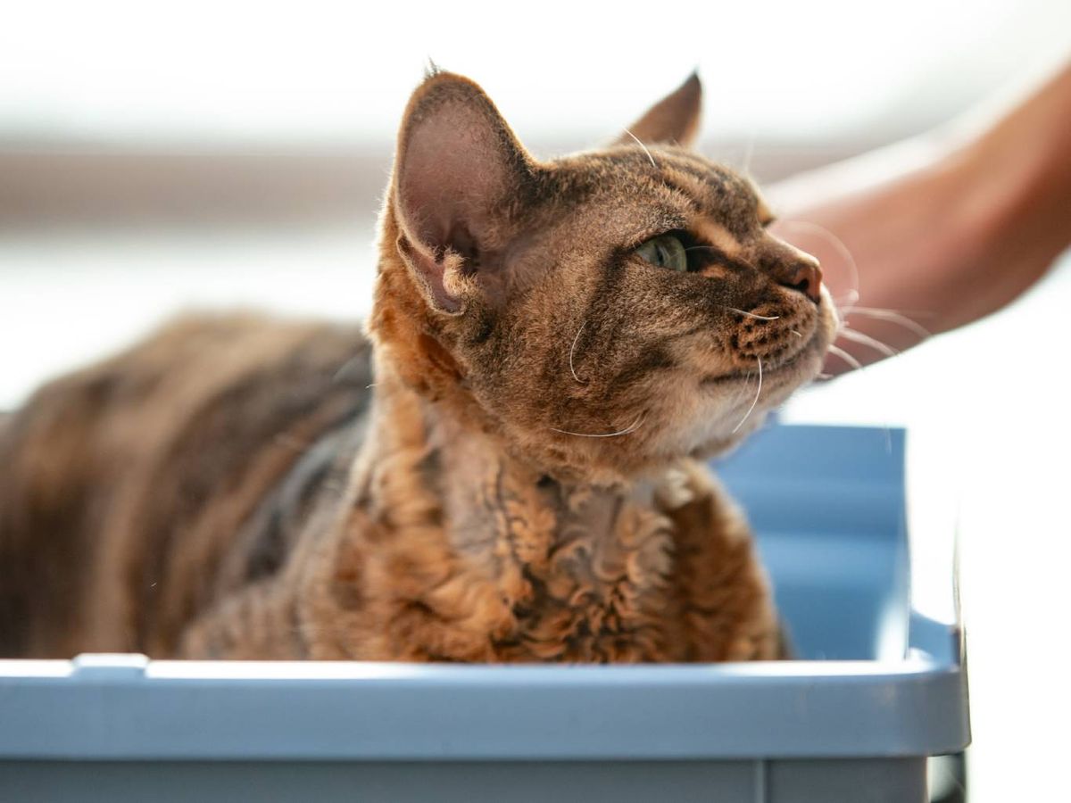 Recuerda no castigarle si no lo usa, el refuerzo positivo es clave.