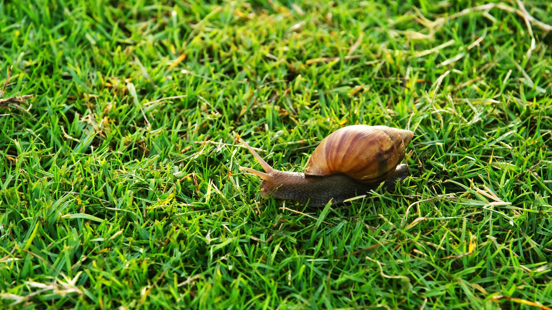 caracol jardin