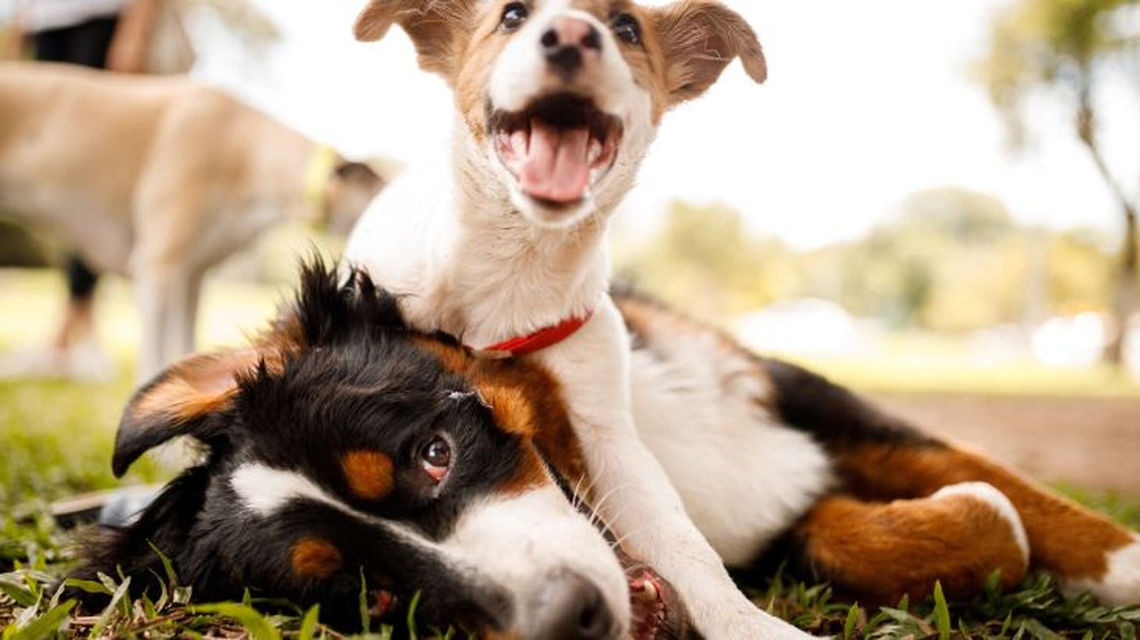 perros con sindrome de down 3