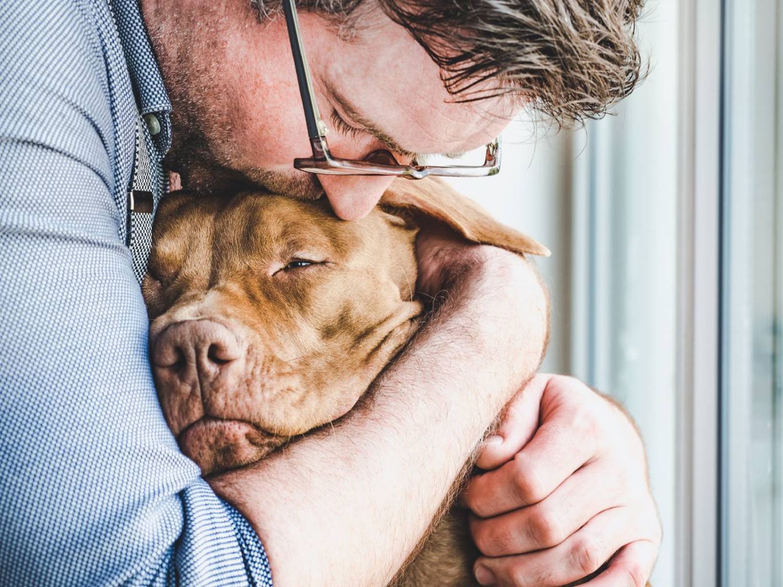 El apoyo emocional es fundamental para los perros con demencia.
