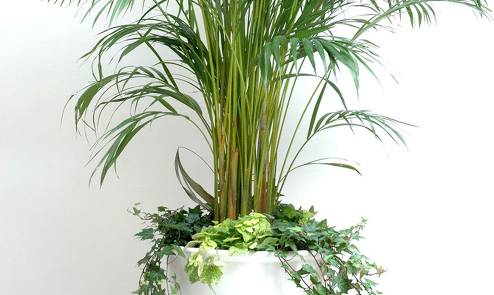 Plantación de areca catechu