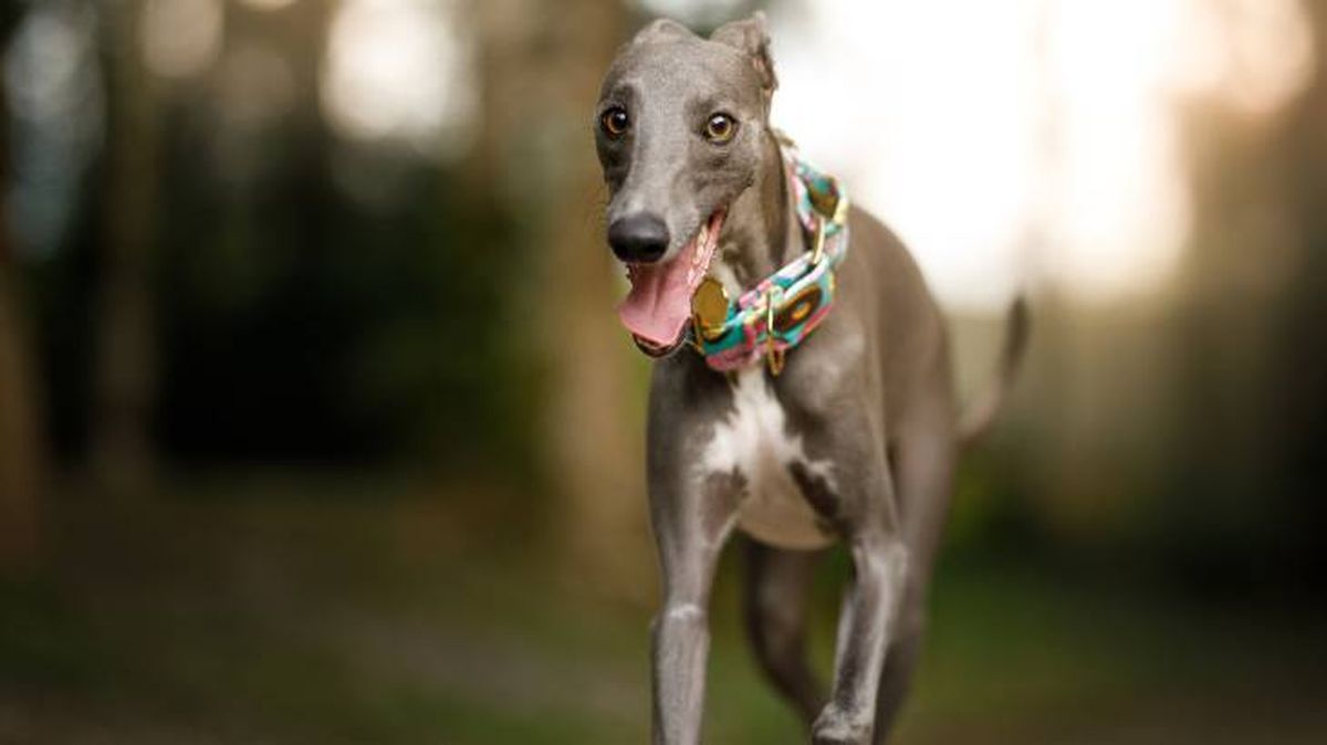 El perro Whippet necesita practicar ejercicio de forma diaria
