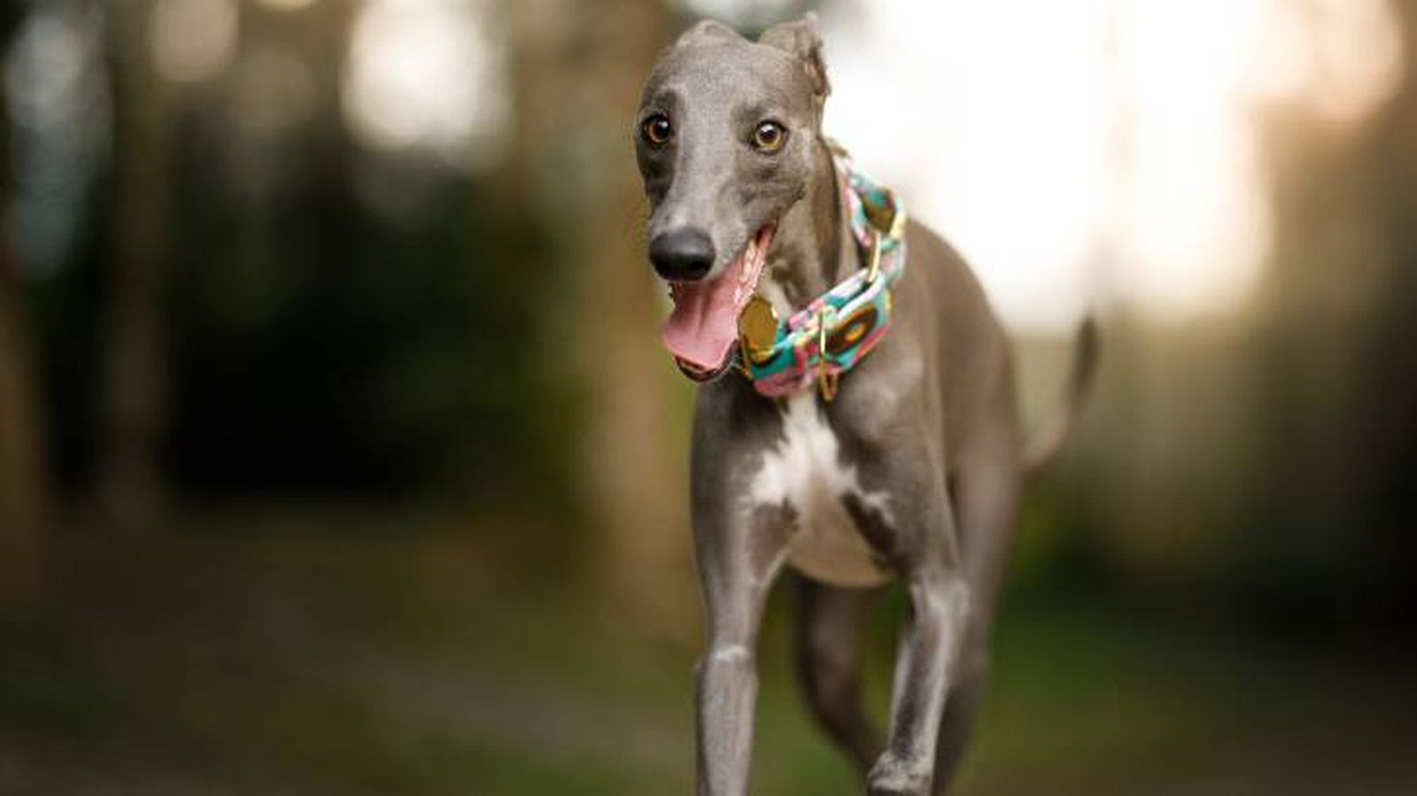 El perro Whippet necesita practicar ejercicio de forma diaria