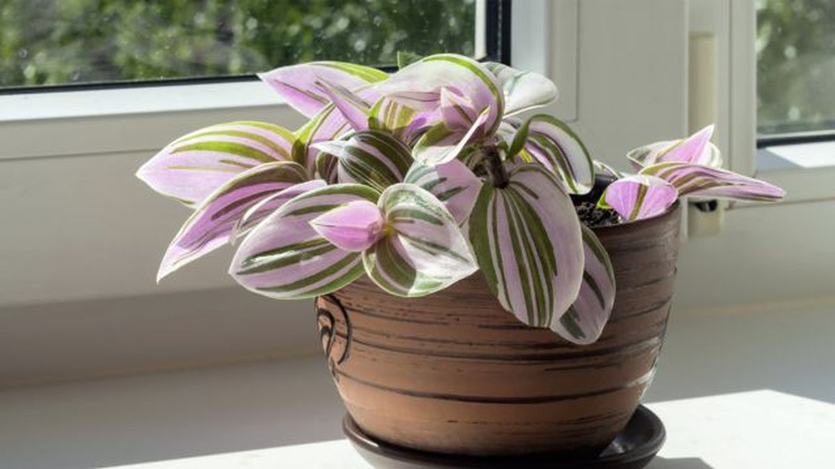 tradescantia cerca de la ventana al sol