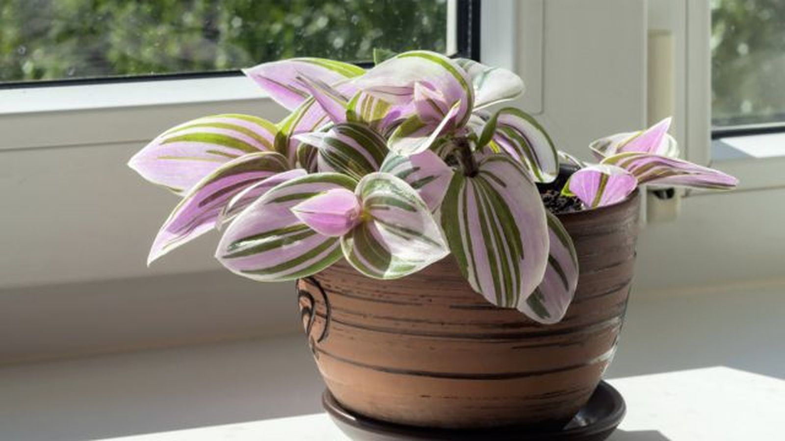 tradescantia cerca de la ventana al sol