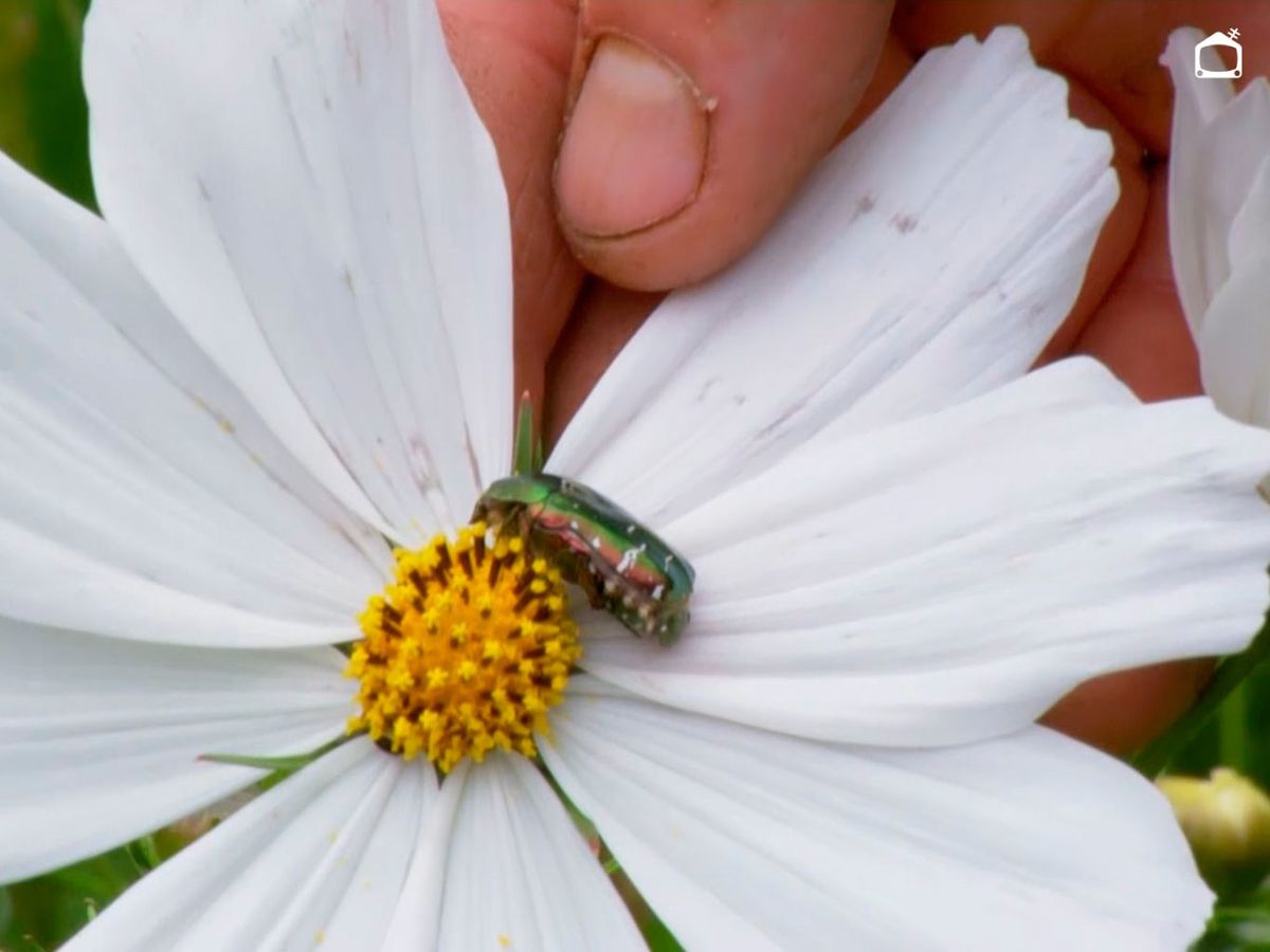 El cosmos atrae a una gran cantidad de polinizadores.