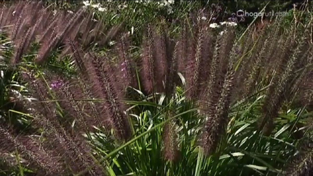 Pennisetum alopecuroides moudry