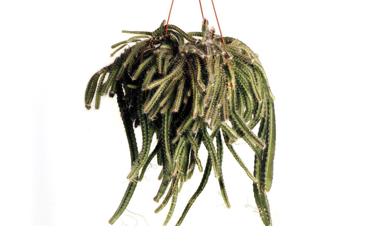 echinocereus