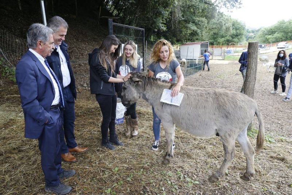 Manada Cántabra, el primer refugio de animales de granja abandonados y maltratados.