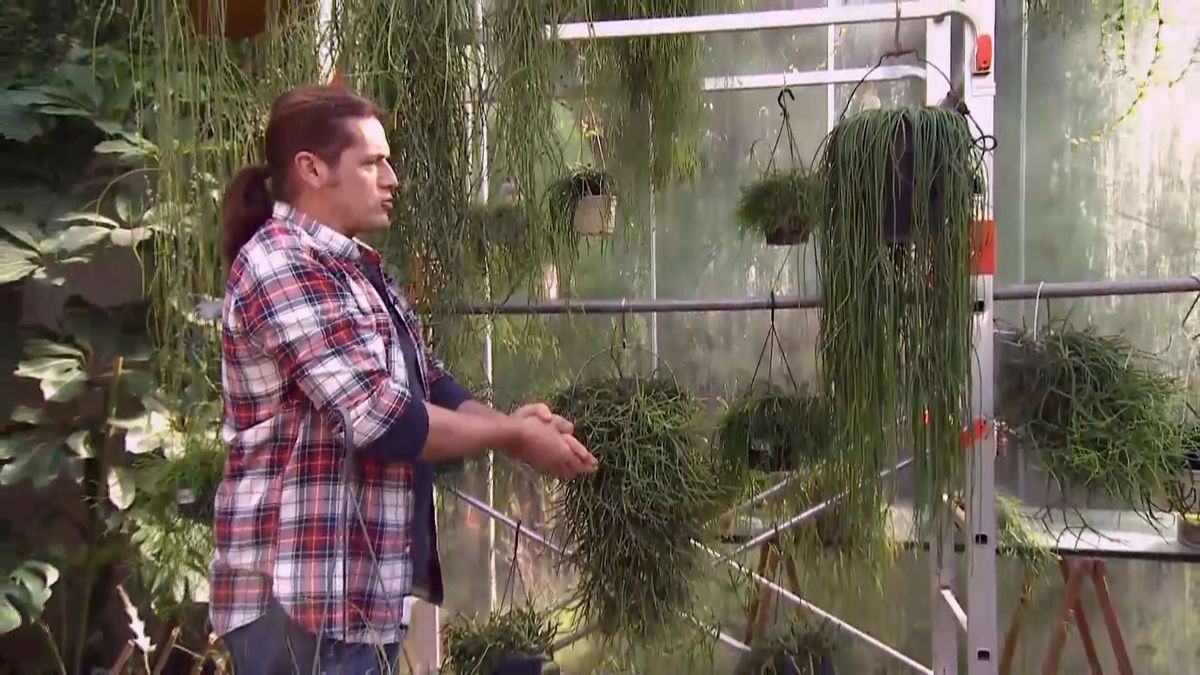 deco 691 variedades rhipsalis cilindrico detalle