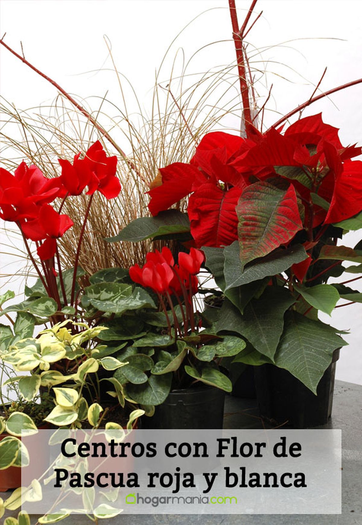 deko 0073 centro flor pascua blanca roja pin