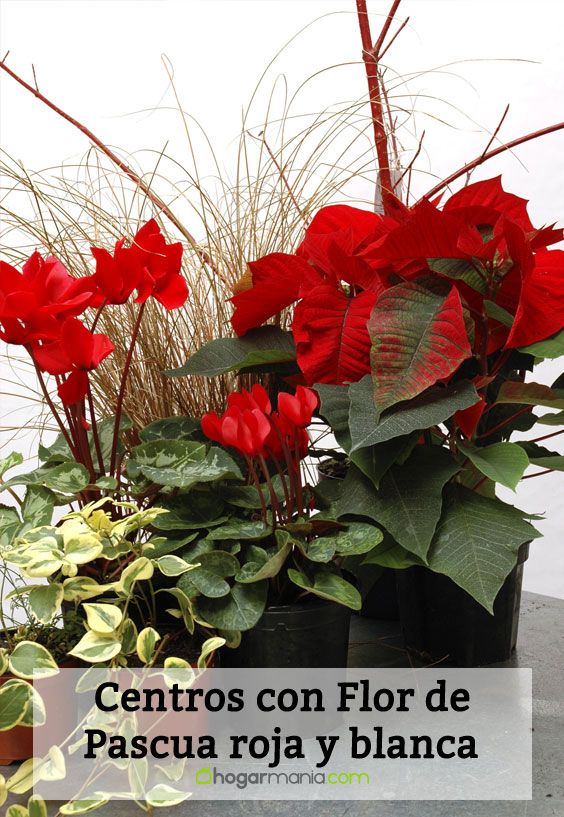 deko 0073 centro flor pascua blanca roja pin