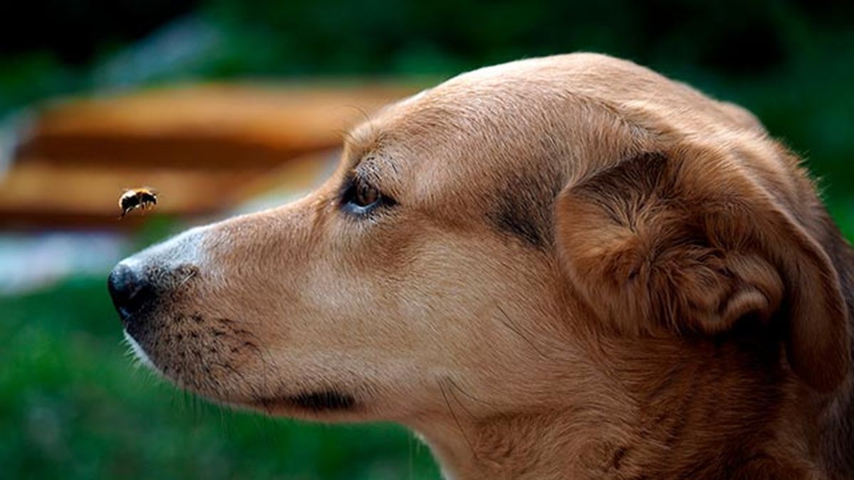 cuidados primavera mascotas 3