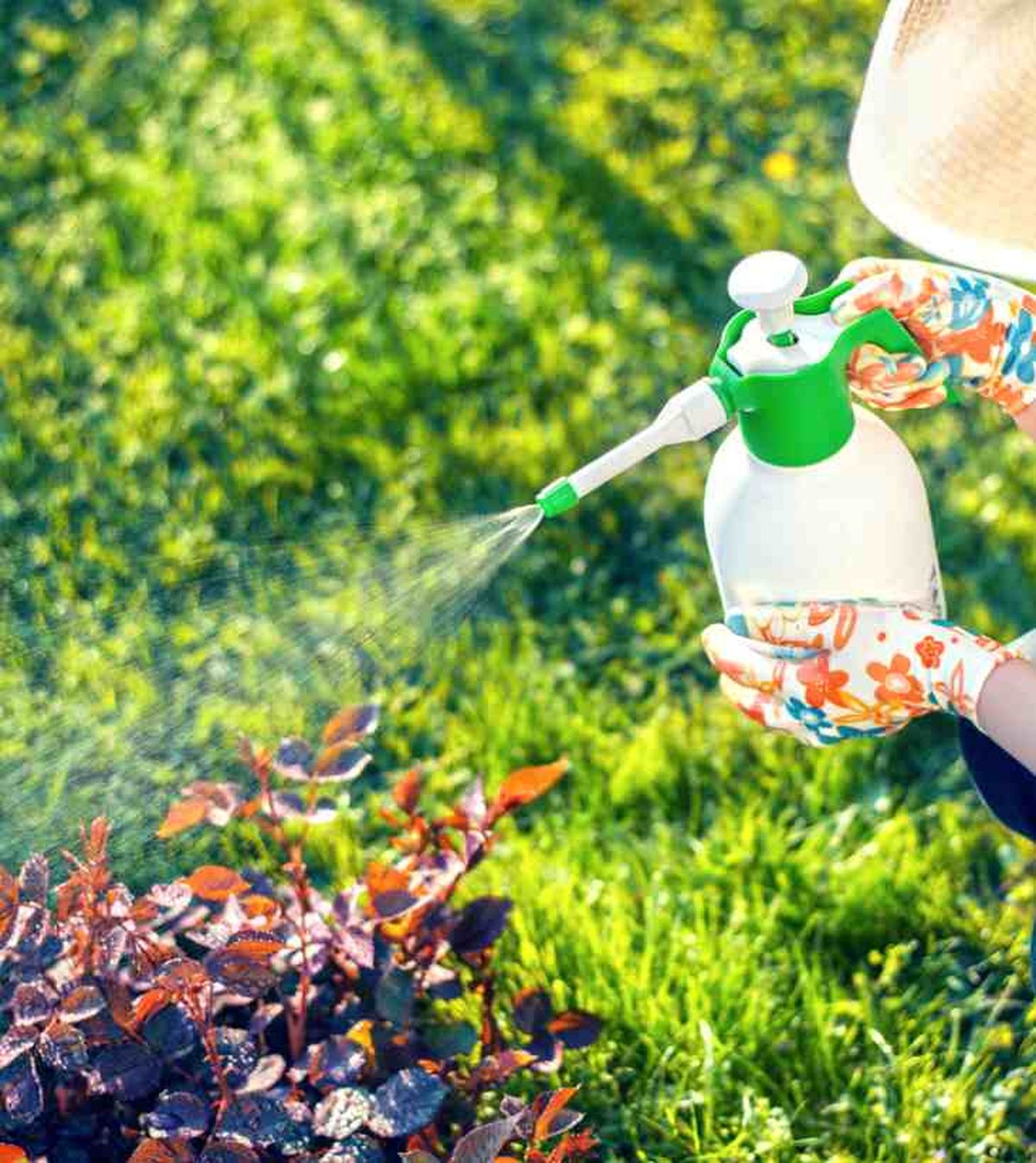 tratamiento para la roya