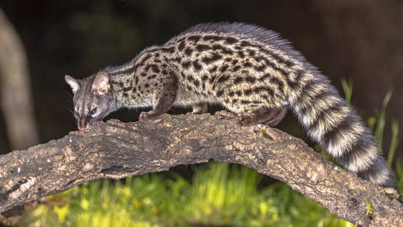 La jineta se encuentra sobre todo en zonas boscosas y áreas de matorral.