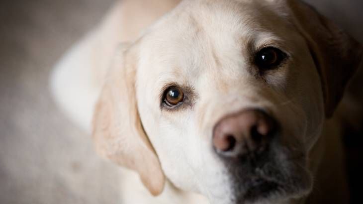 edad de los perros calculo7
