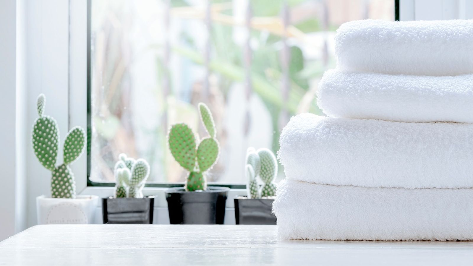 Suculentas y cactus en el baño.