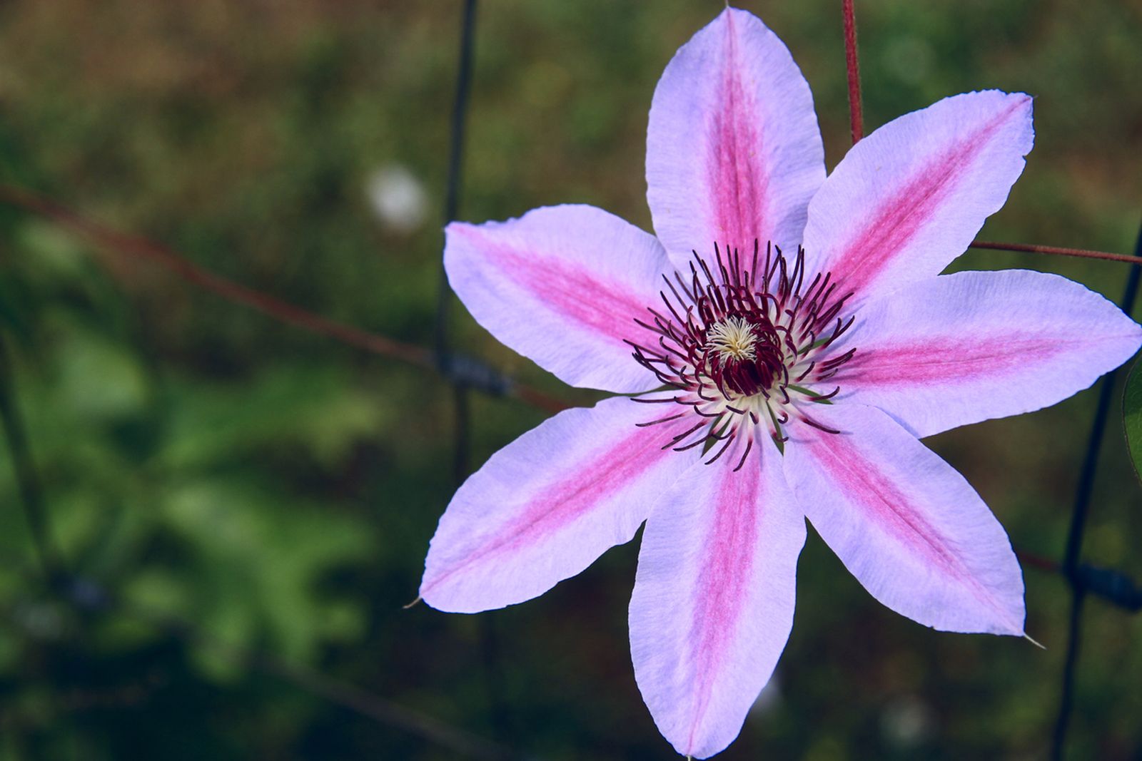 clematis planta