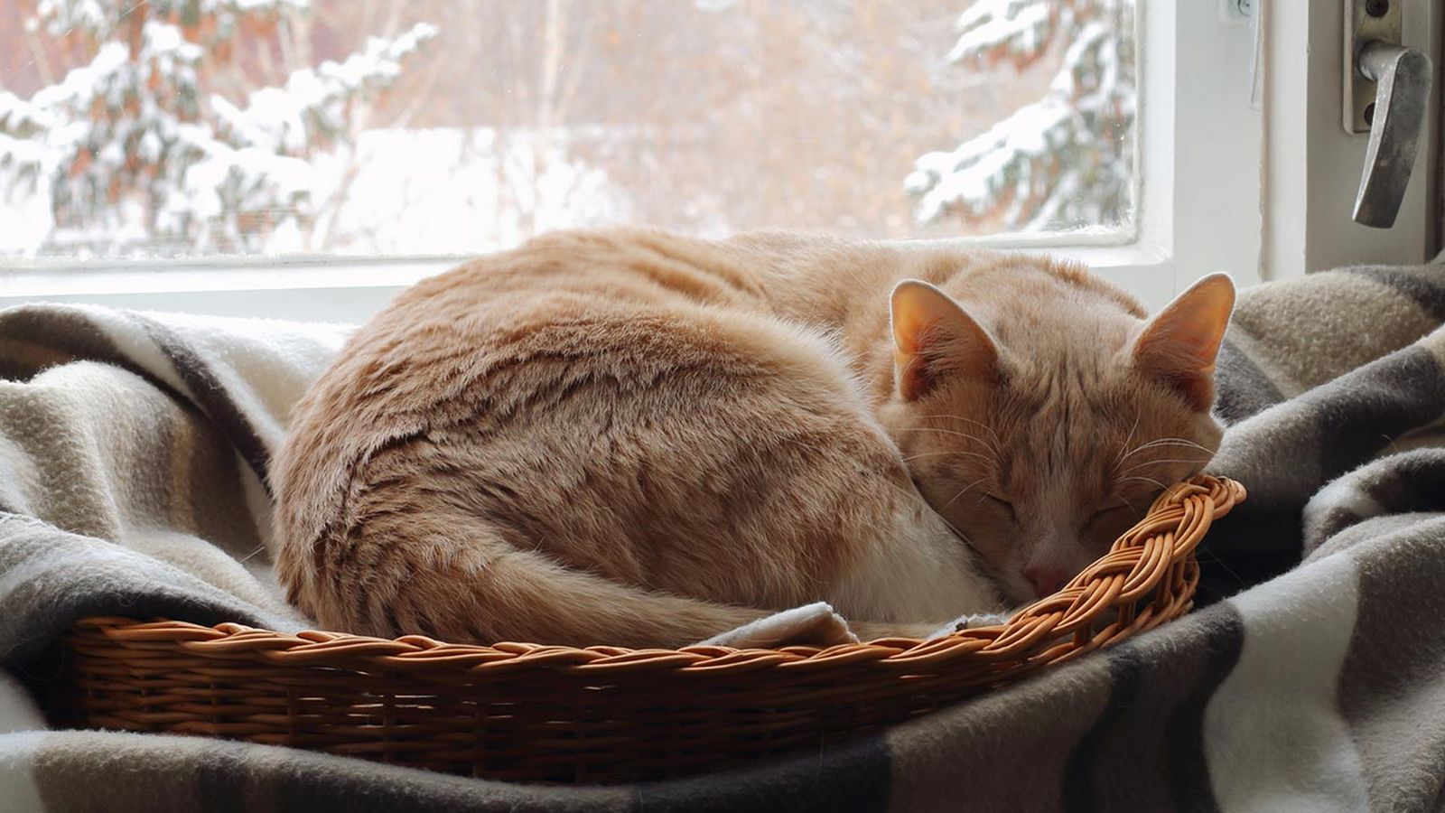 gatos invierno consejos prevenir frio 1