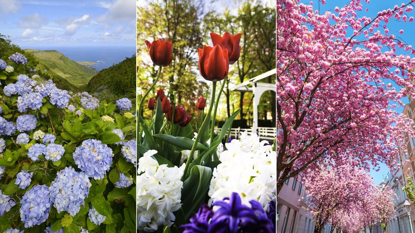 floraciones mas espectaculares de europa xl