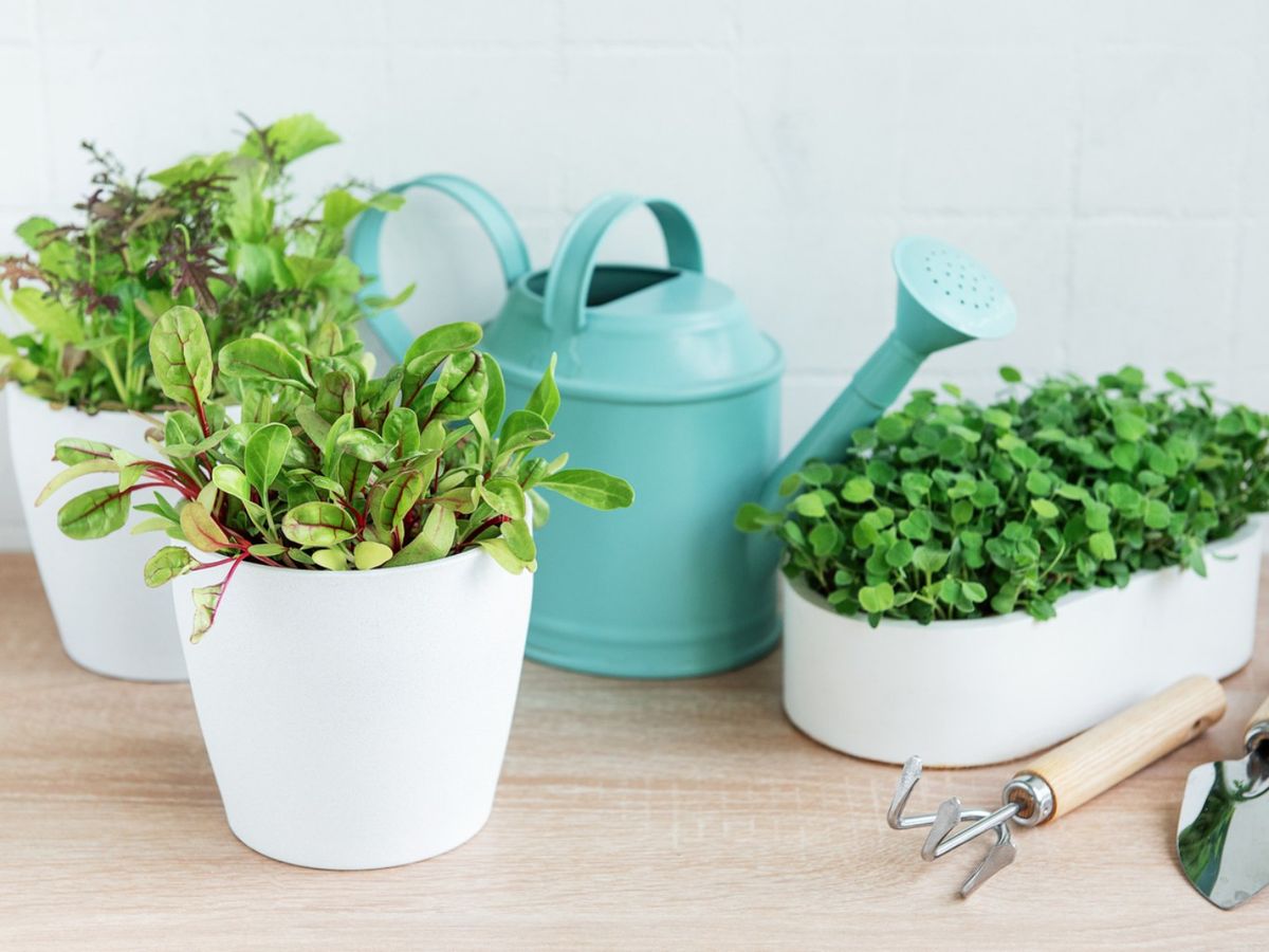 Las plantas deben recibir suficiente luz.