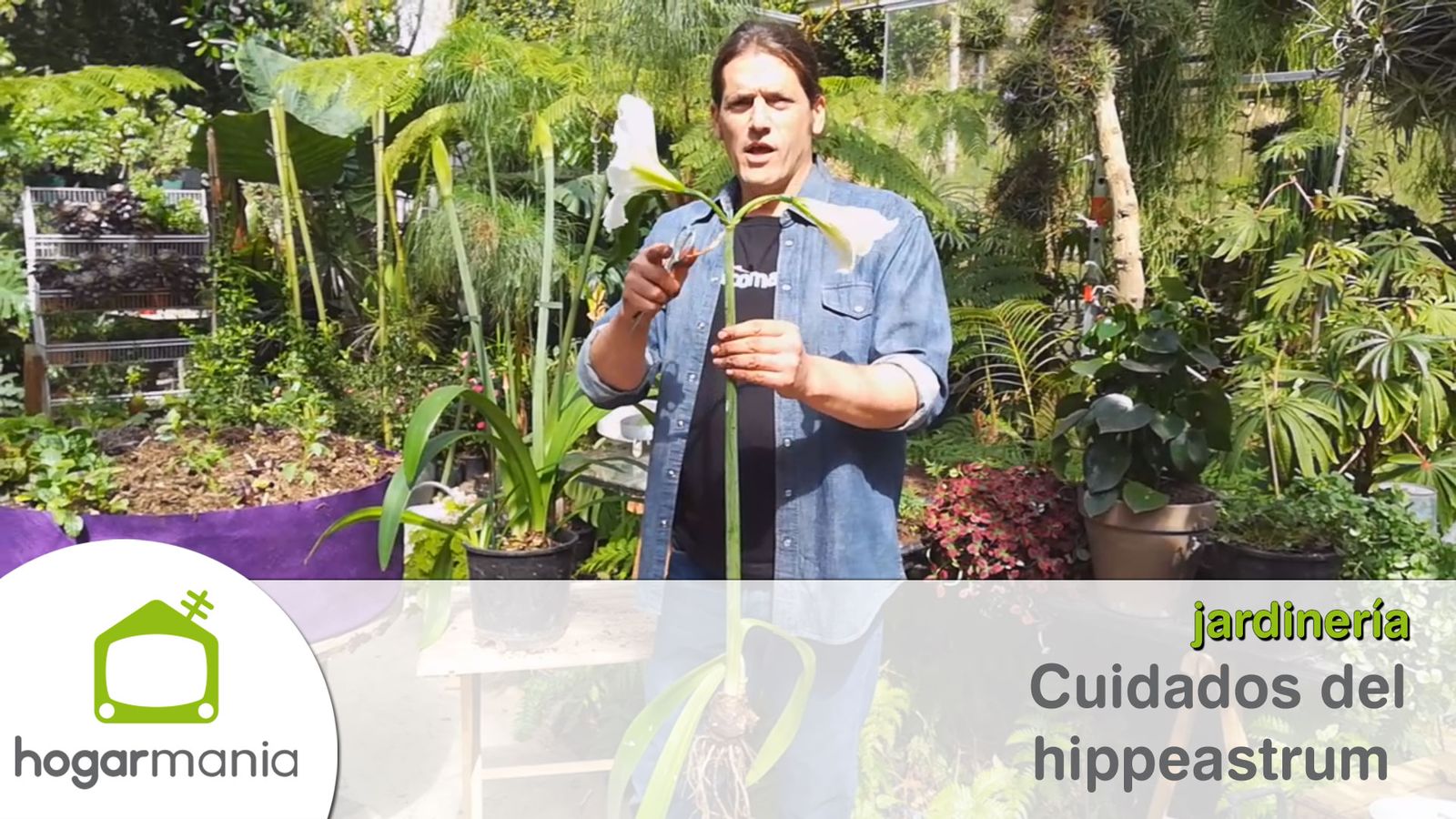 cuidados hippeastrum xl