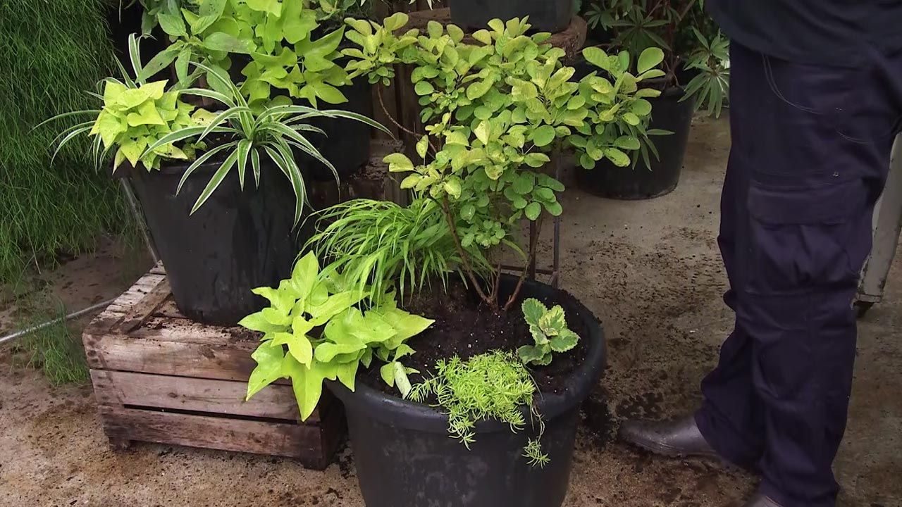 deco782 composicion con Plectranthus amarillo