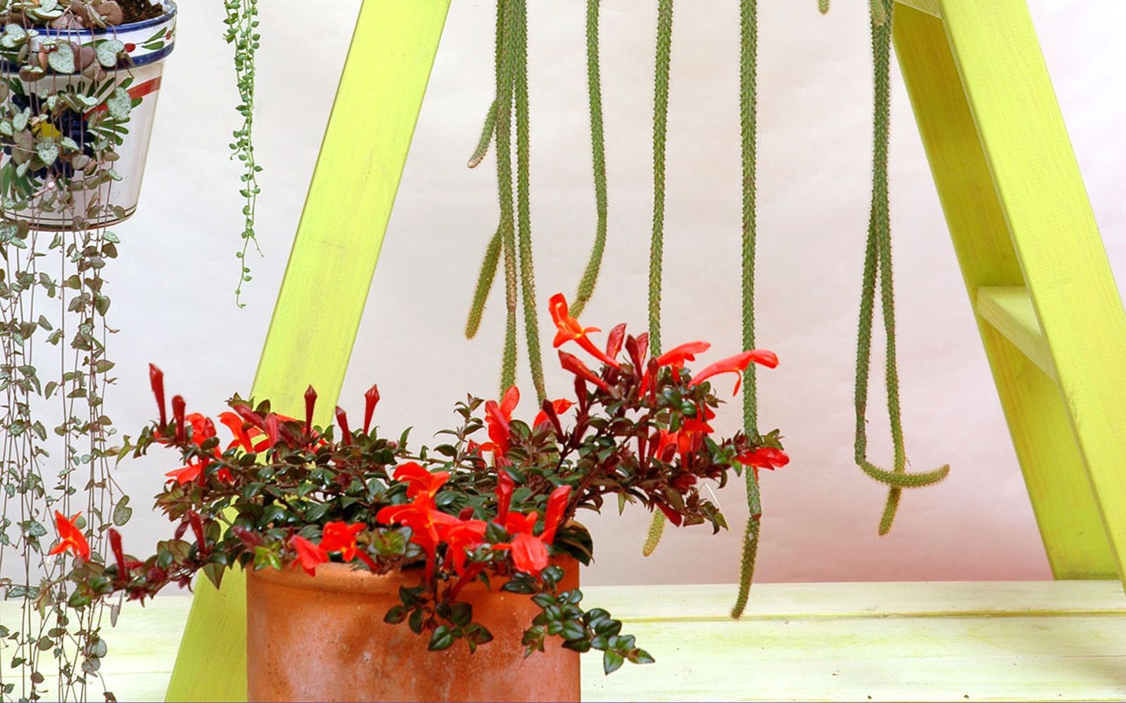 78505 columnea p04