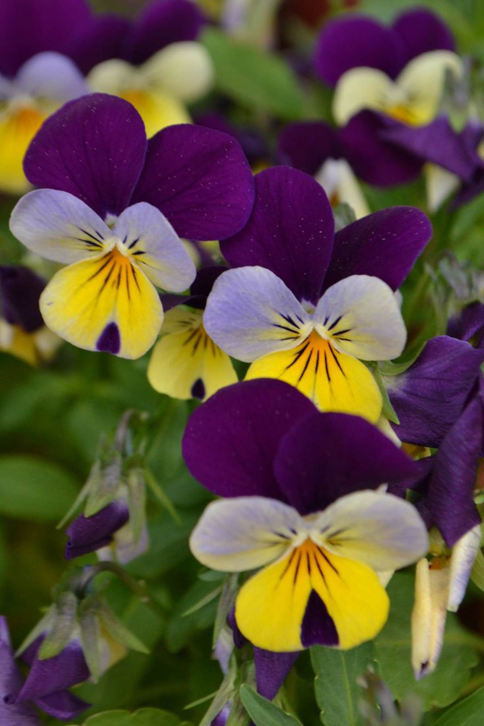 Viola tricolor.