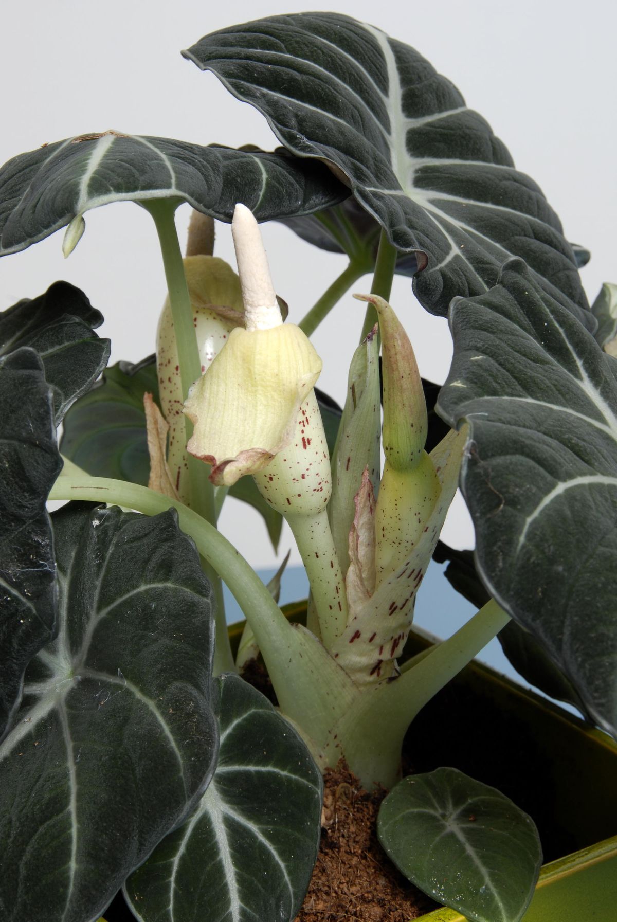 deko0218 plantas pequenas hojas grandes alocasia black velvet 03