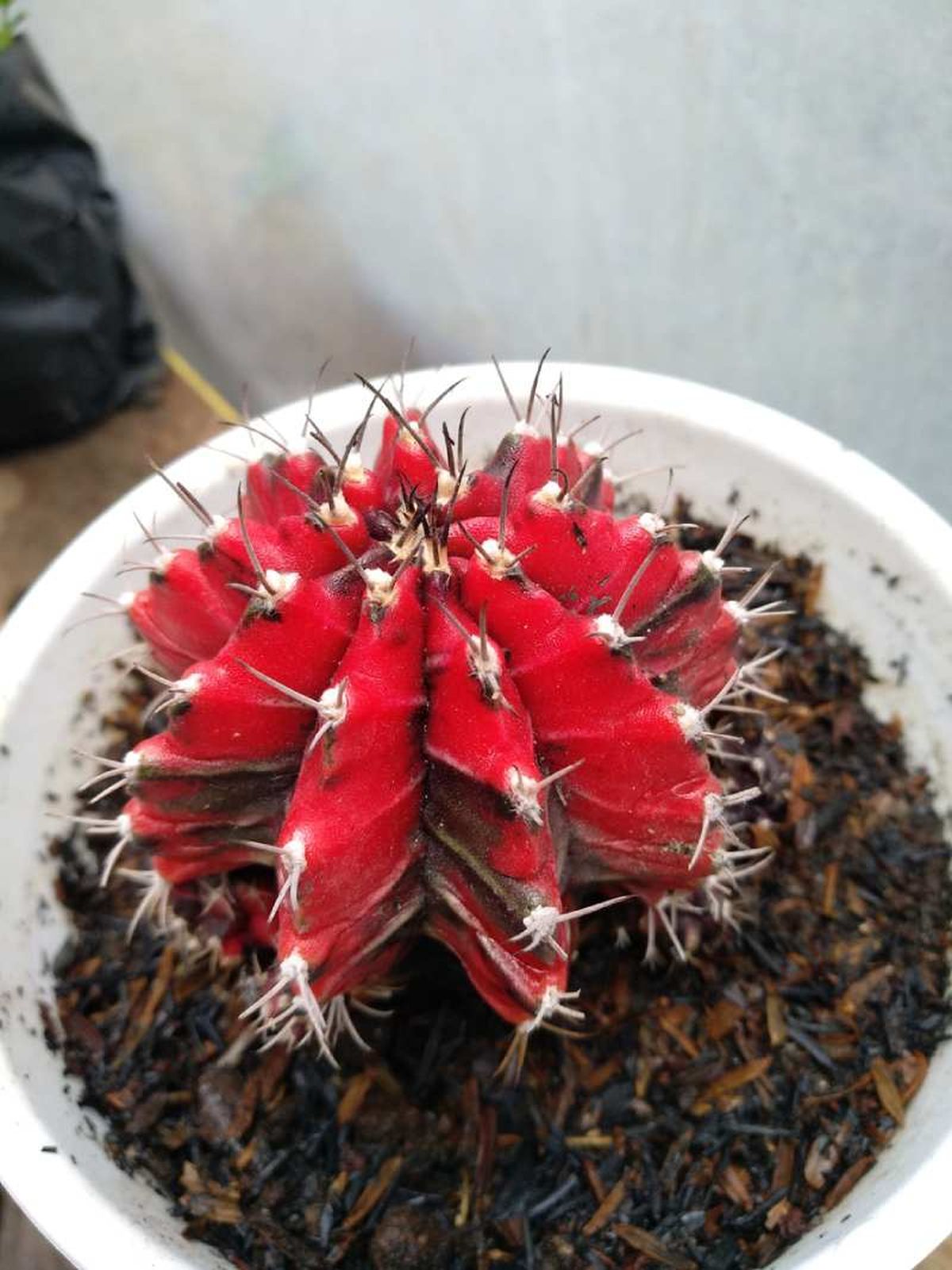 Gymnocalycium mihanovichii