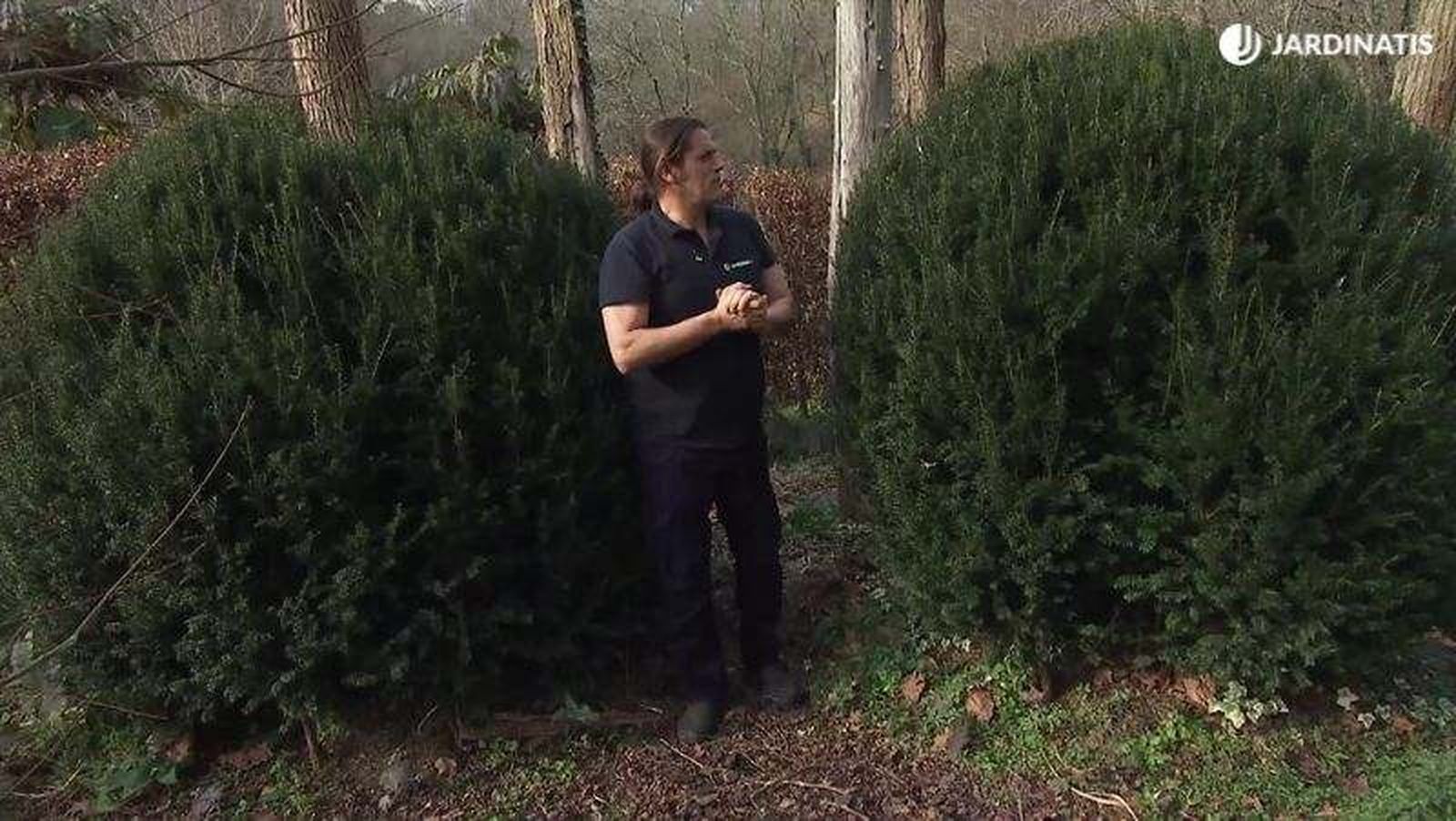 Los tejos como plantas estructurales del jardín