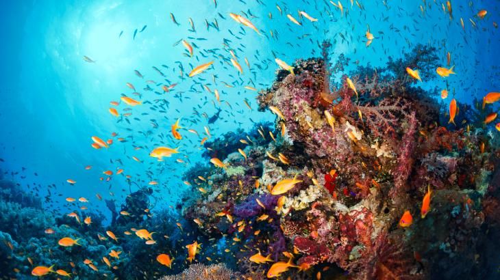animales marinos 2