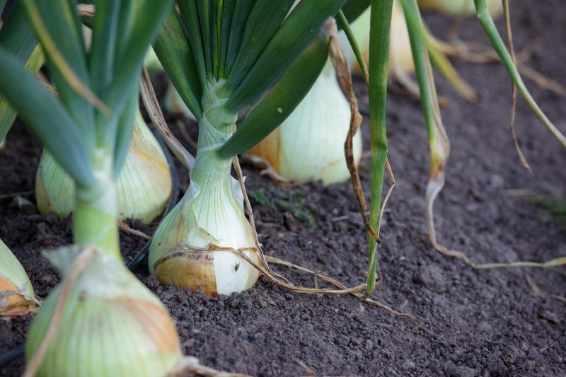 Cebolla plantada