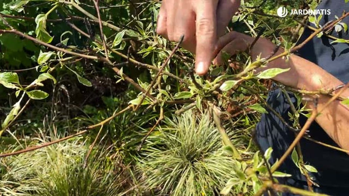 Cornus controversa variegata afectado por las heladas tardías de primavera