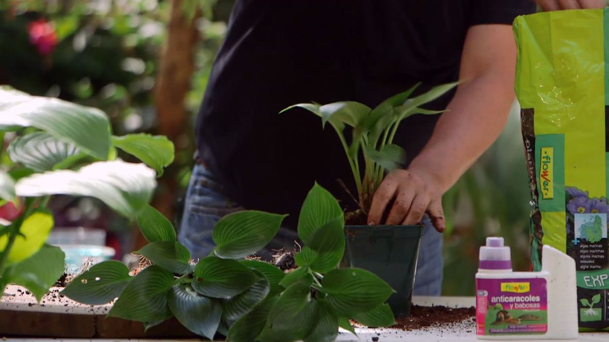 brico 0913 3 reproduccion cuidados hostas reproduccion paso 3