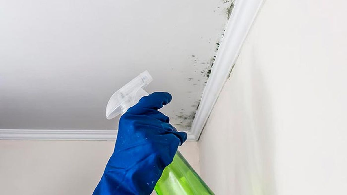 por que aparece moho   limpiar