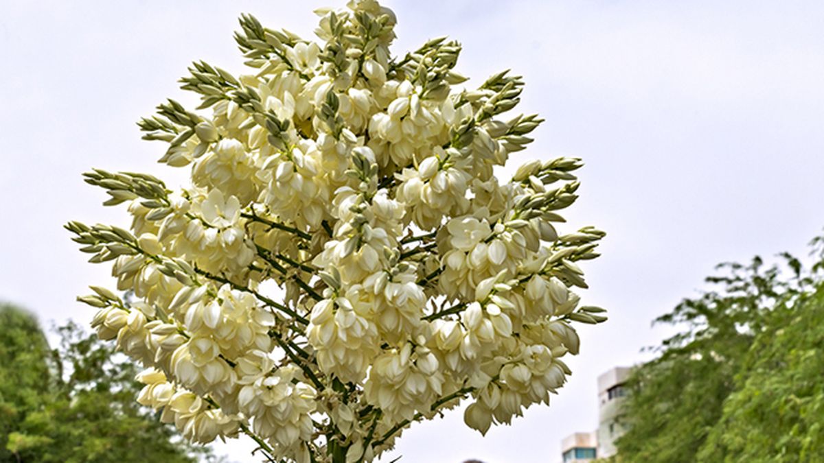 flor yucca rostrata