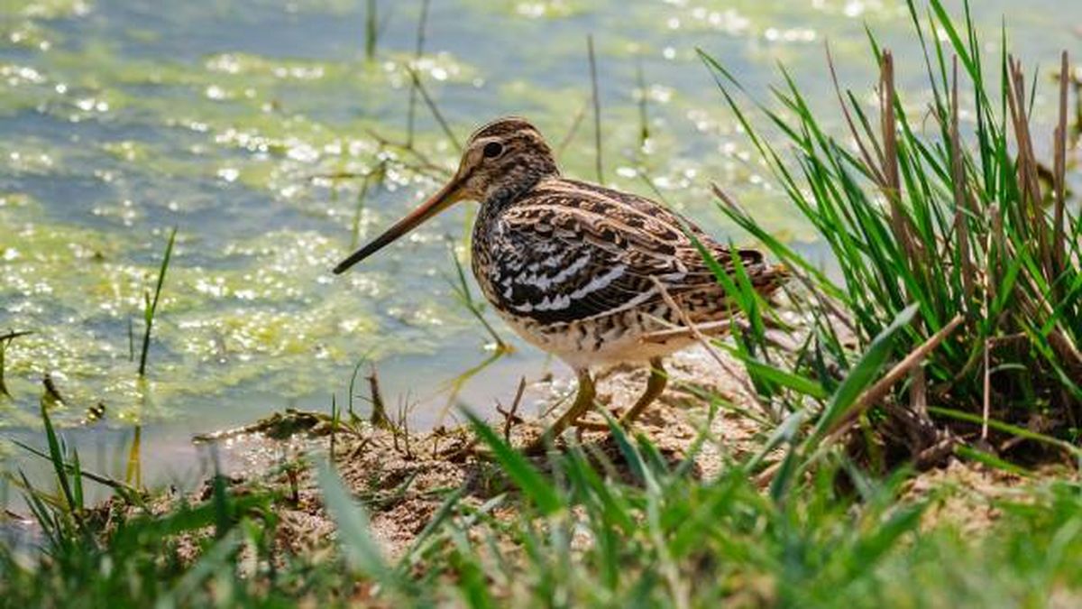 aves playeras especies agachadiza real record mundial velocidad larga distancia sin paradas