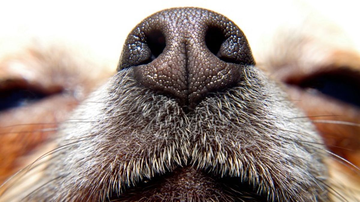 mi perro tiene la nariz seca 3