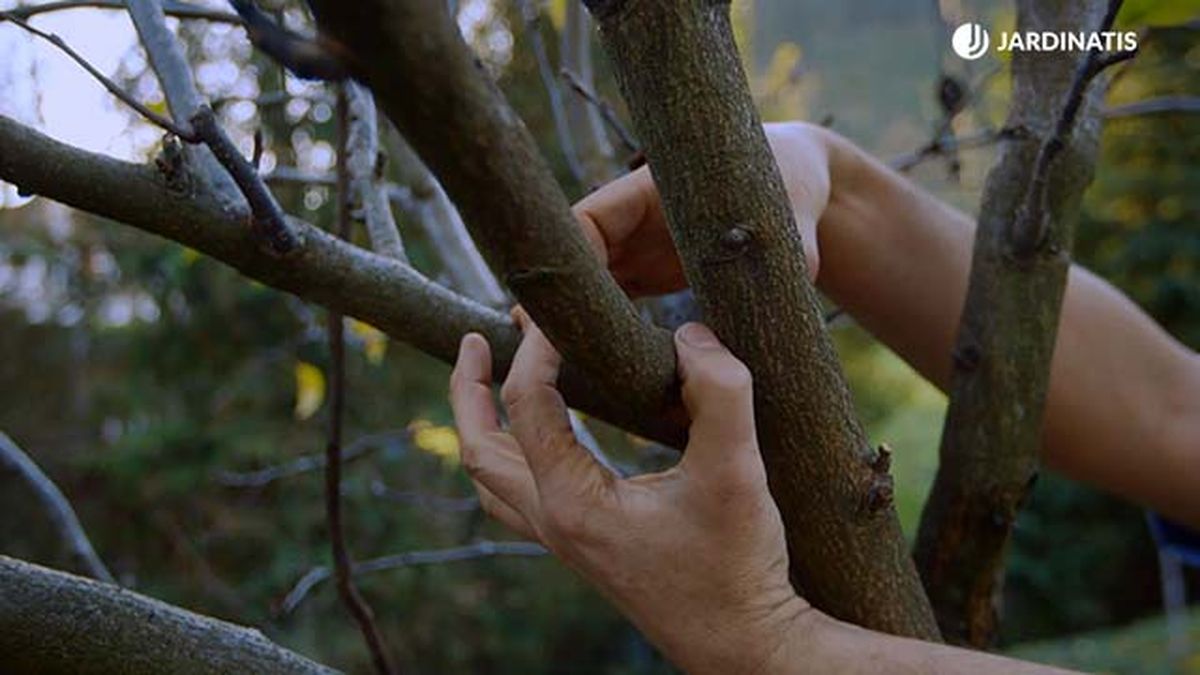 brico 0896 jardin proteger tras poda paso 4