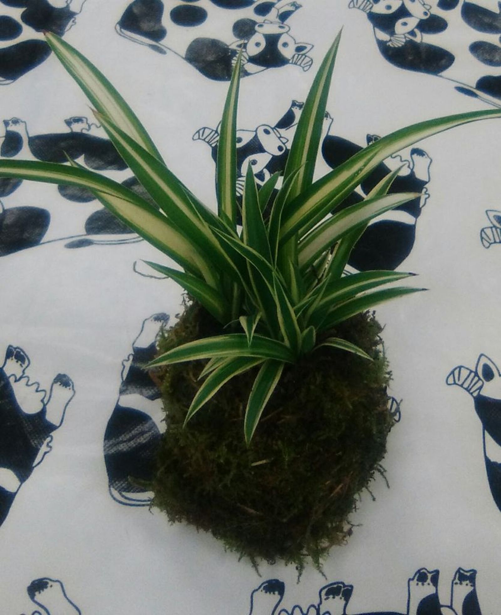 Kokedama con cintas