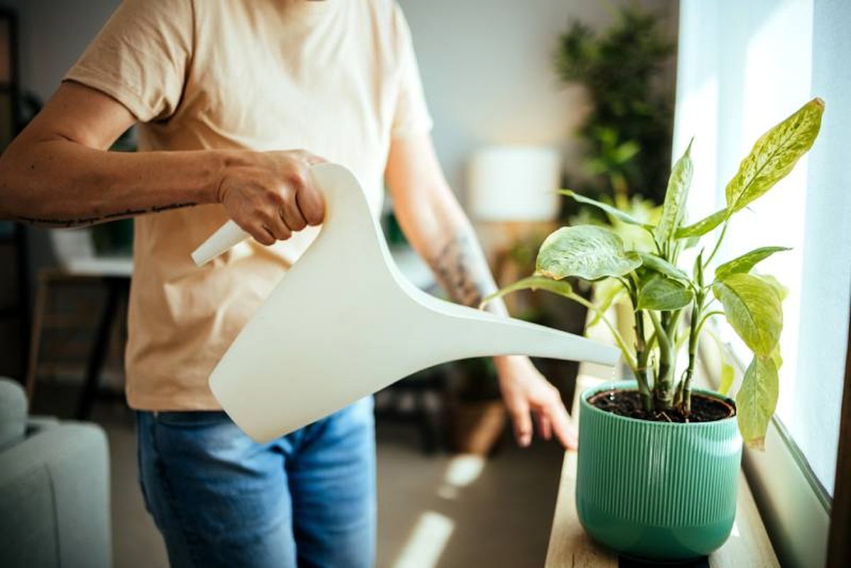 Regar planta de interior