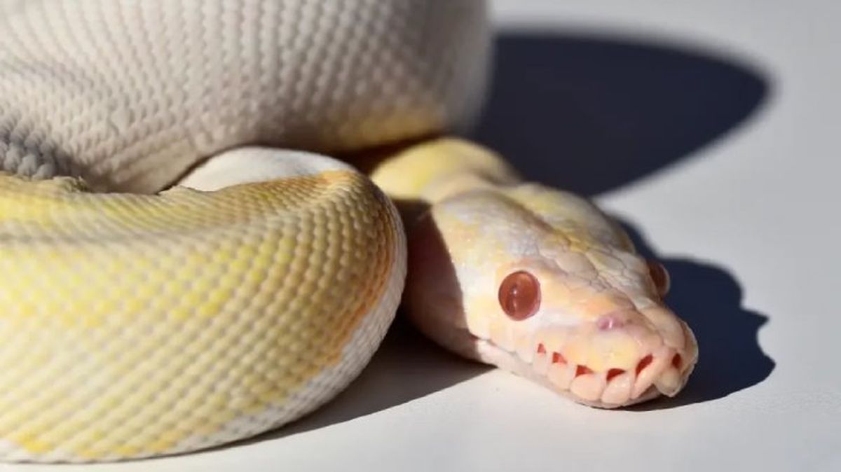 animales albinos piton