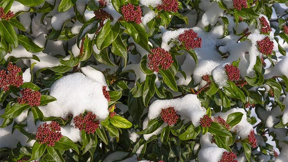 Viburnum tinus arbussto muy resistente