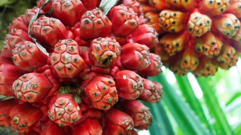 Fruta hala