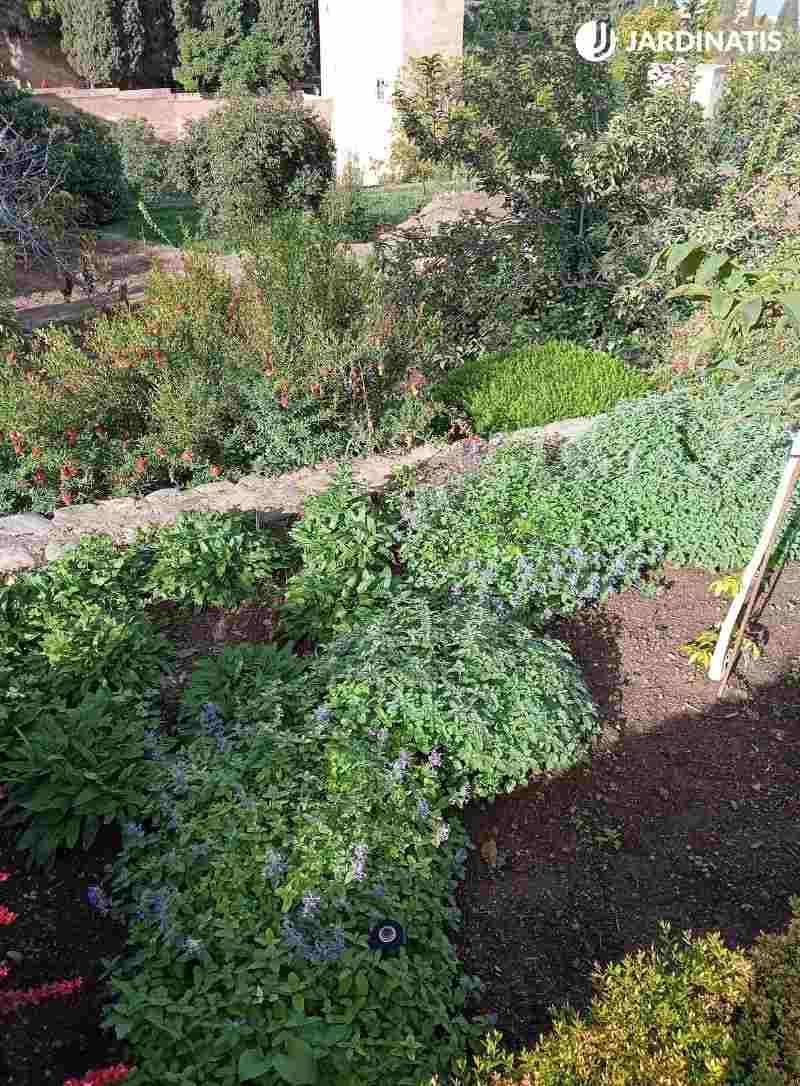 Hierbas aromáticas de la Alhambra
