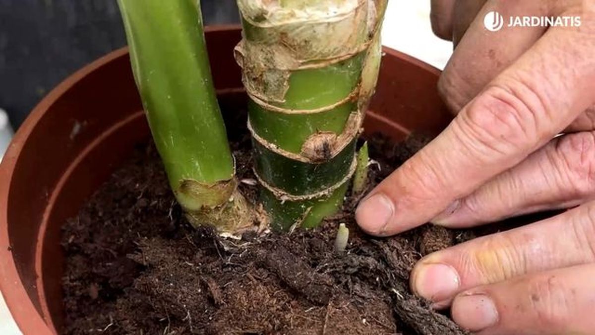 hijuelos de la Diefembaquia