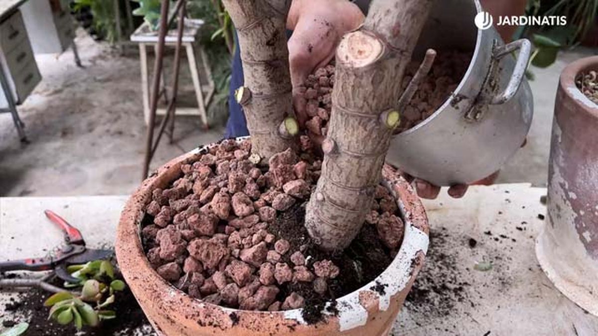 gravilla trasplante crassula ovata arbol de jade jardinatis 22 22