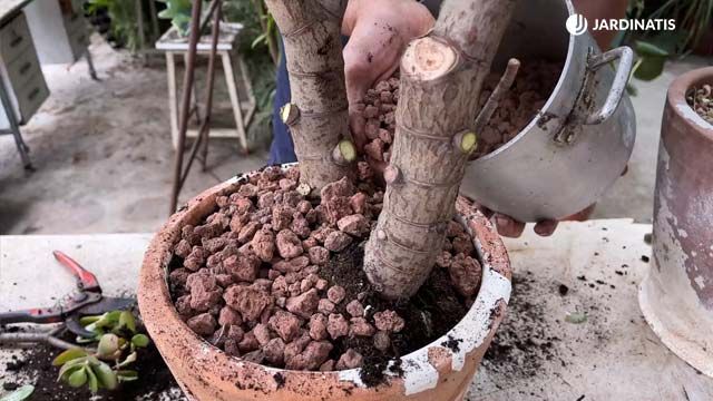 gravilla trasplante crassula ovata arbol de jade jardinatis 22 22